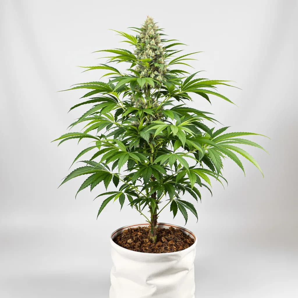 Abusive OG cannabis seeds packaging — Royal King Seeds Ireland