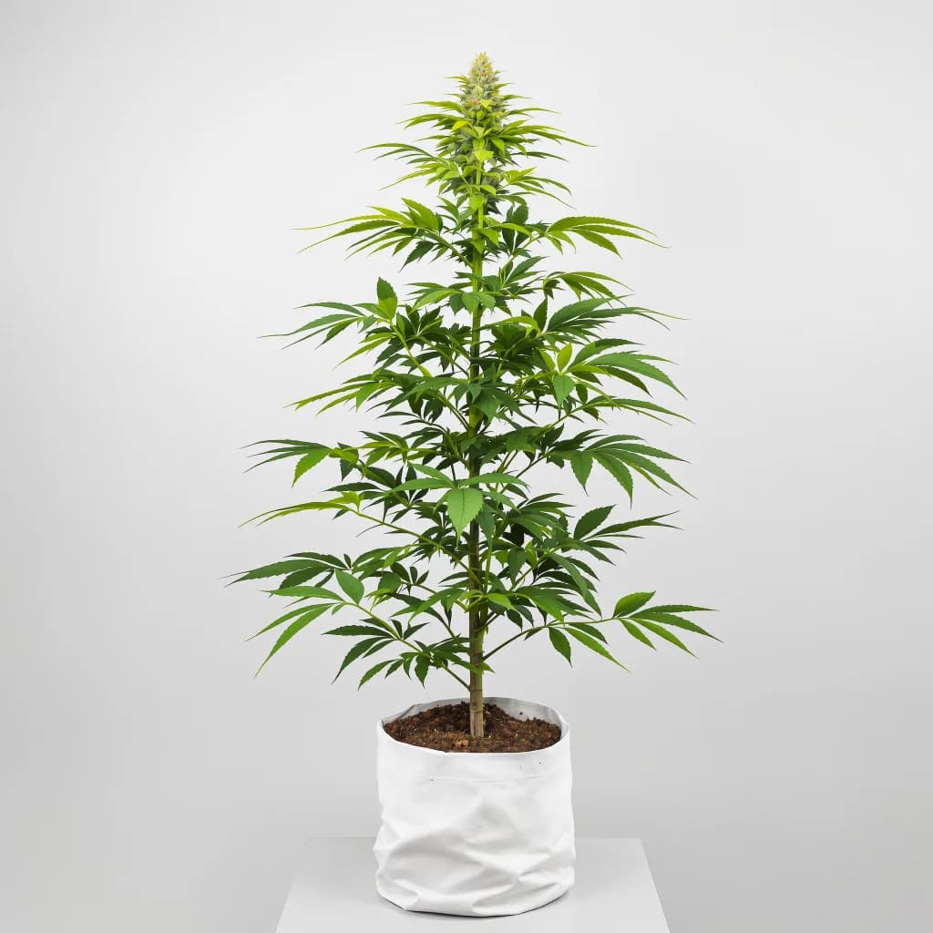 Afcrack cannabis seeds packaging — Royal King Seeds Ireland