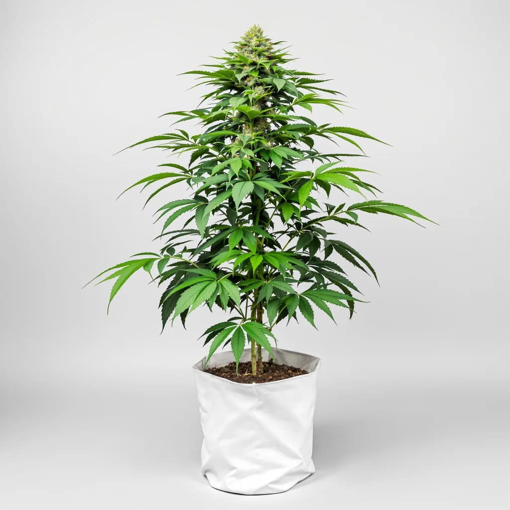 Afghan Kush cannabis seeds packaging — Royal King Seeds Ireland