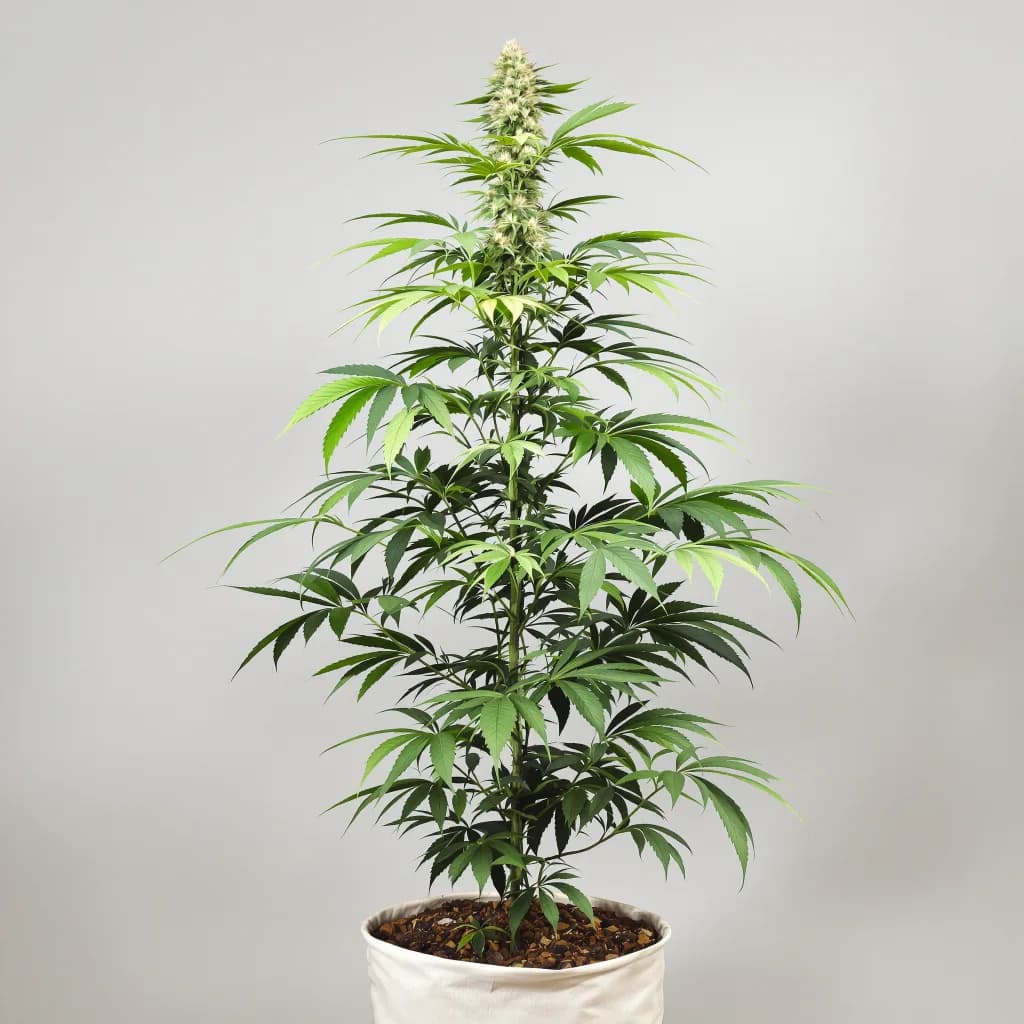 Alaskan Thunder Fuck cannabis seeds packaging — Royal King Seeds Ireland