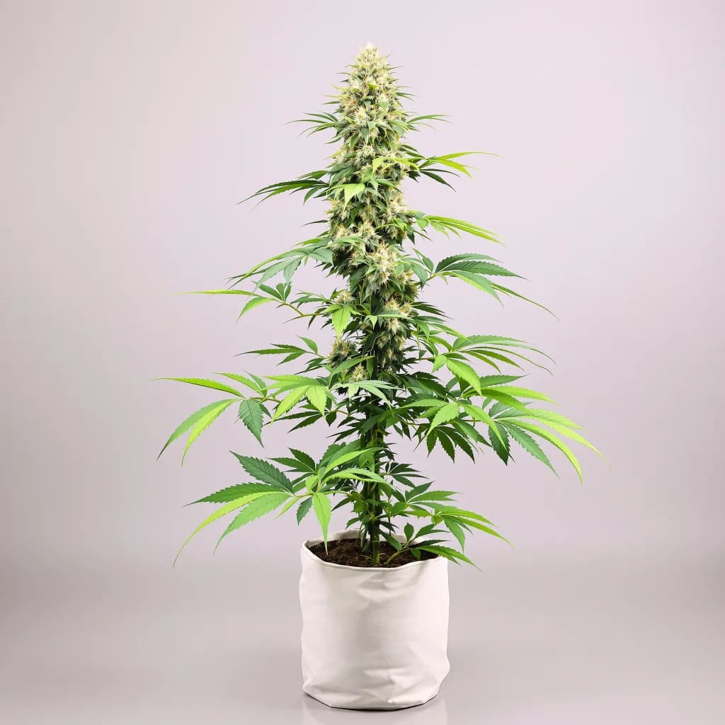Alien Rock Candy cannabis seeds packaging — Royal King Seeds Ireland