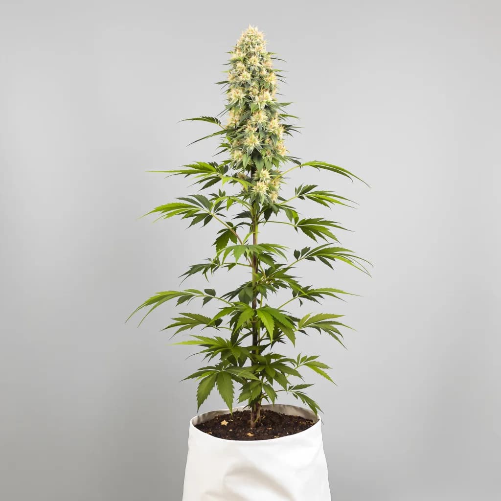 Amethyst cannabis seeds packaging — Royal King Seeds Ireland