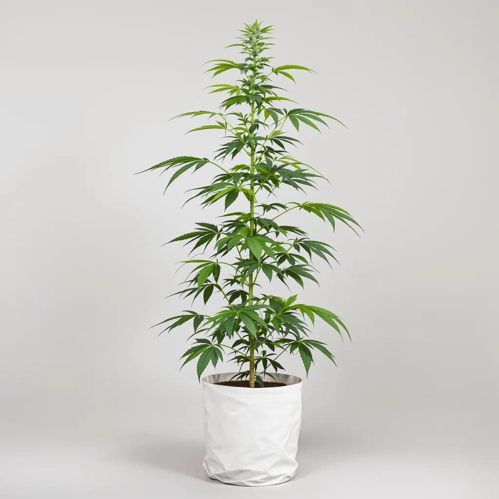 Amherst Diesel cannabis seeds packaging — Royal King Seeds Ireland