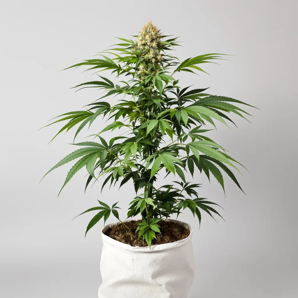 Appleberry cannabis seeds packaging โ Royal King Seeds Ireland