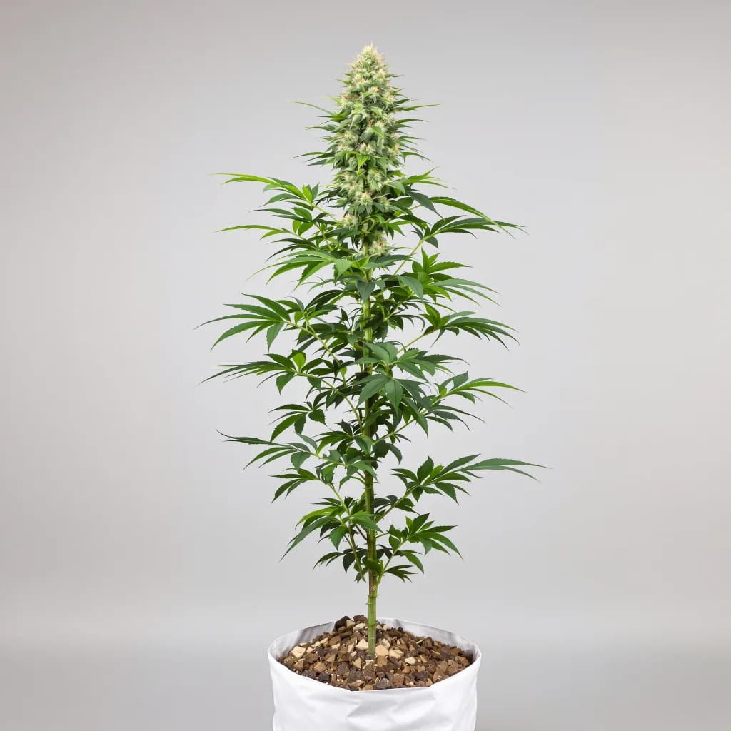Aurora Borealis cannabis seeds packaging — Royal King Seeds Ireland