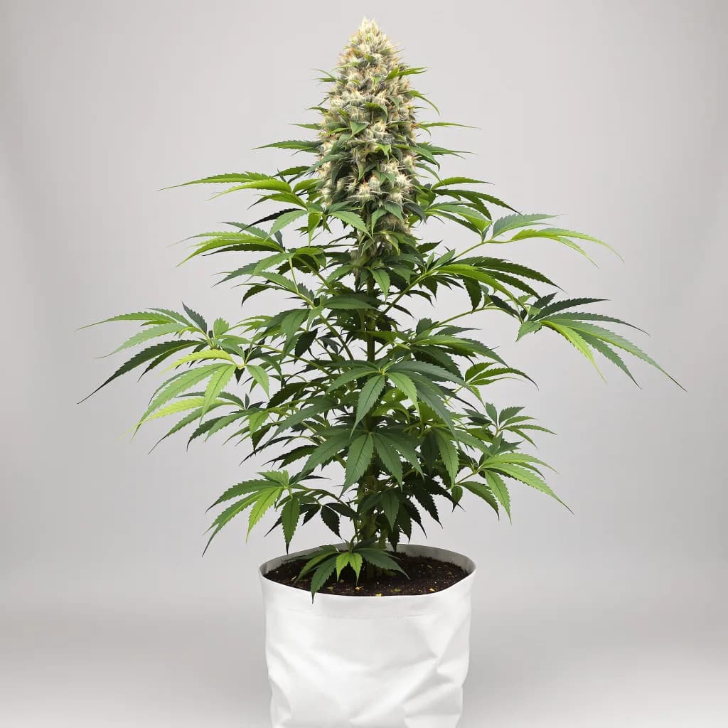 Badazz Cheese cannabis seeds packaging โ Royal King Seeds Ireland