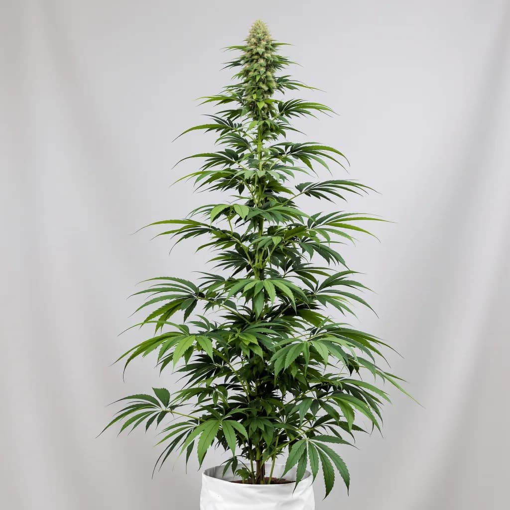 Bear Dance cannabis seeds packaging — Royal King Seeds Ireland