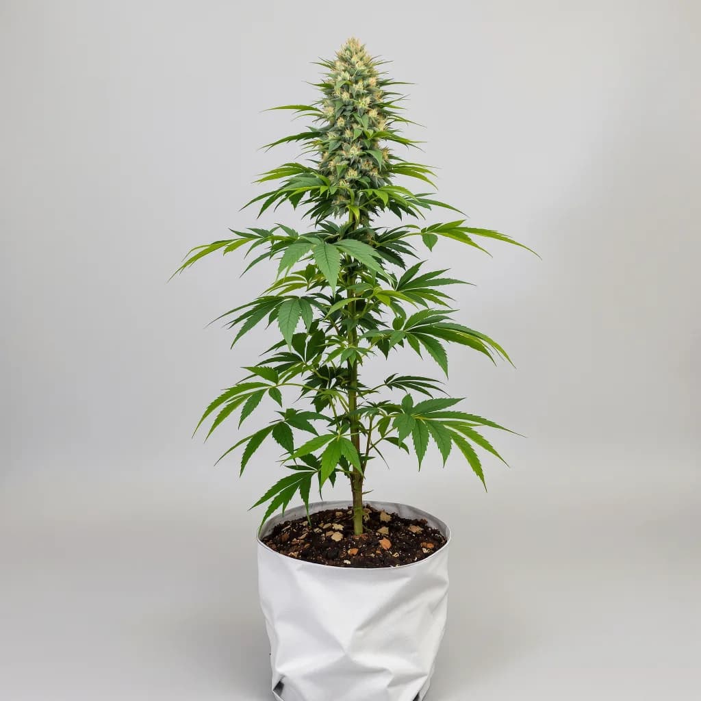 Berry Noir cannabis seeds packaging — Royal King Seeds Ireland