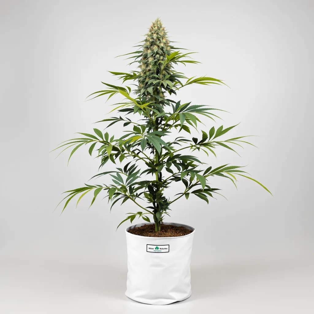 Black Betty cannabis seeds packaging โ Royal King Seeds Ireland