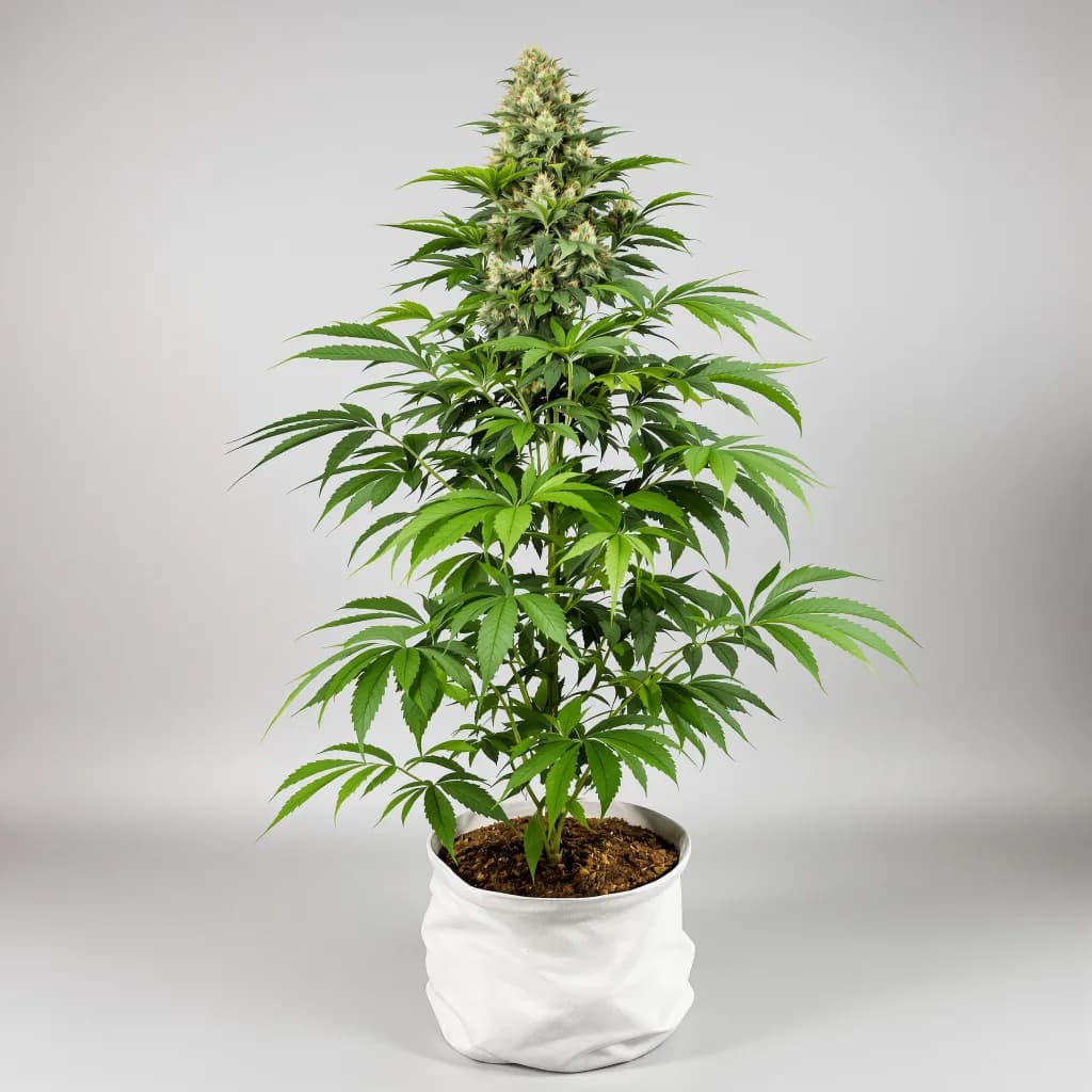Blackberry Cream cannabis seeds packaging — Royal King Seeds Ireland