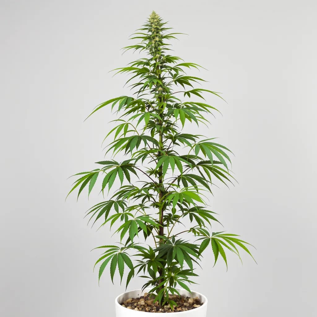 Blue Amnesia cannabis seeds packaging — Royal King Seeds Ireland