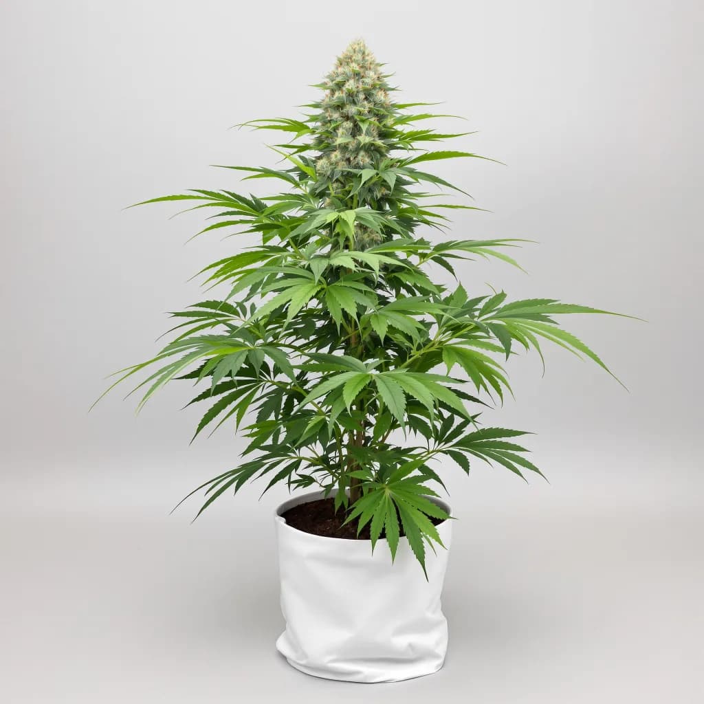 Blueberry Gusto cannabis seeds packaging โ Royal King Seeds Ireland