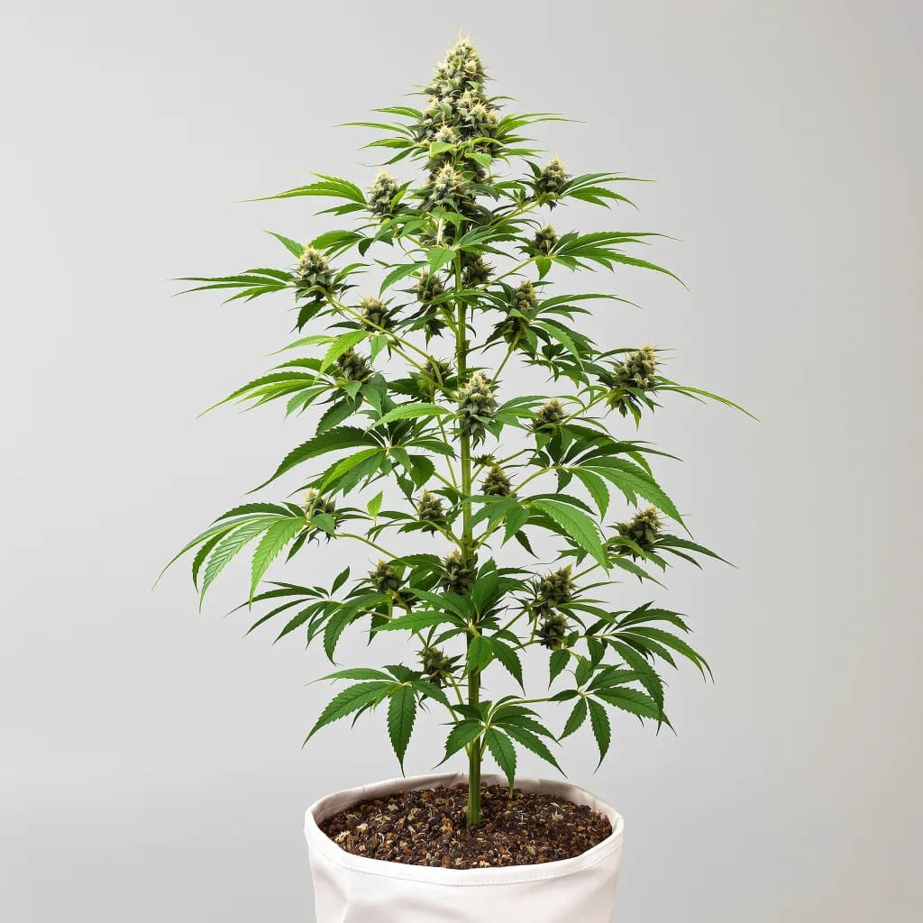 Bluniverse cannabis seeds packaging — Royal King Seeds Ireland