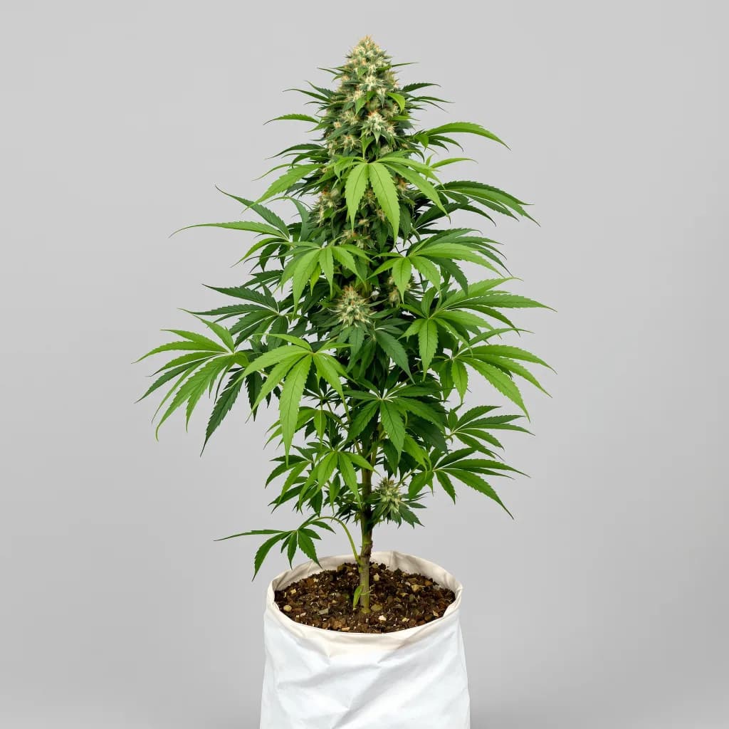 Brand X cannabis seeds packaging — Royal King Seeds Ireland