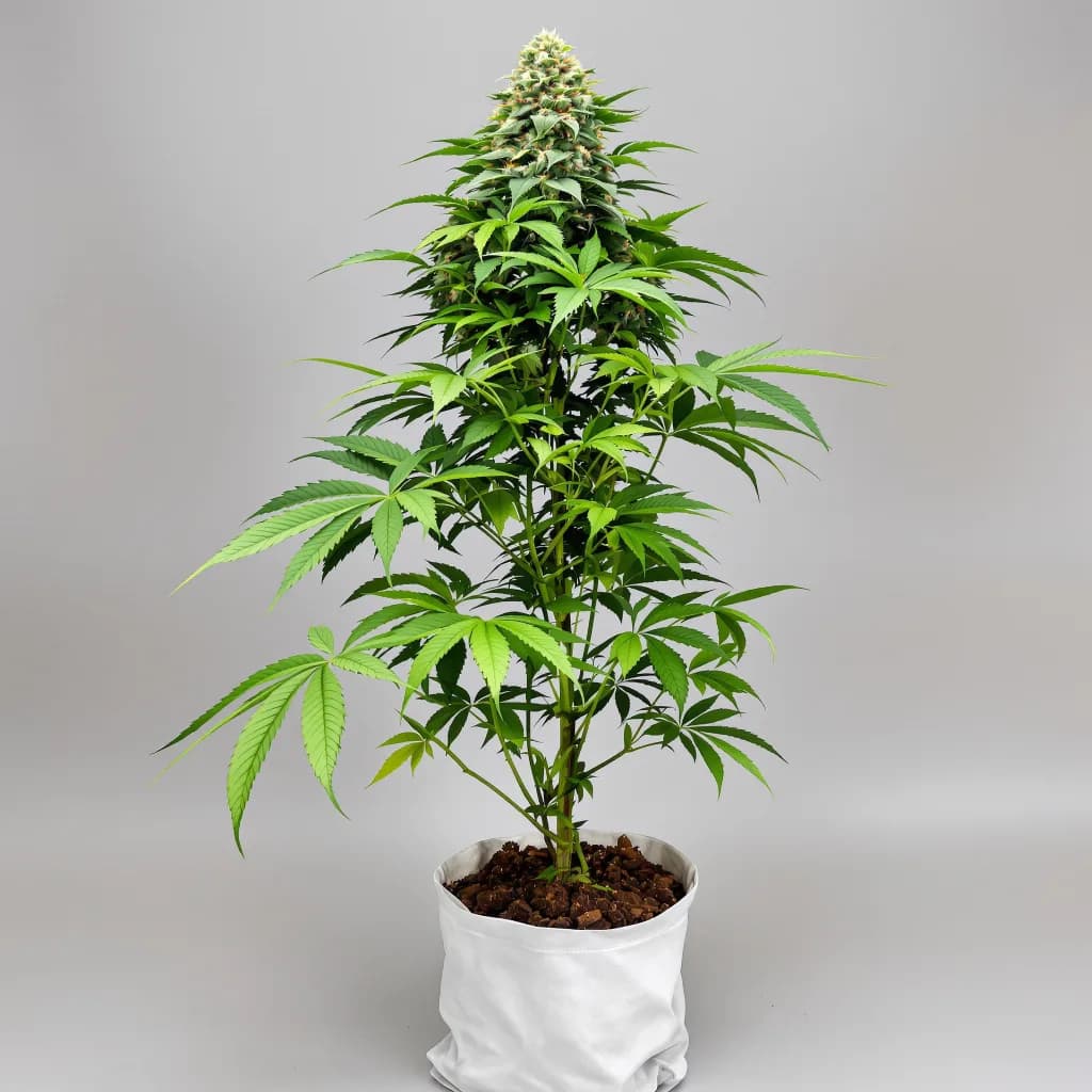 Candy Cane cannabis seeds packaging — Royal King Seeds Ireland