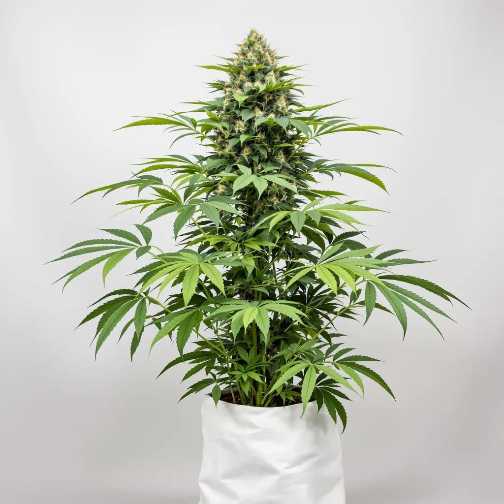 Casper OG cannabis seeds packaging — Royal King Seeds Ireland