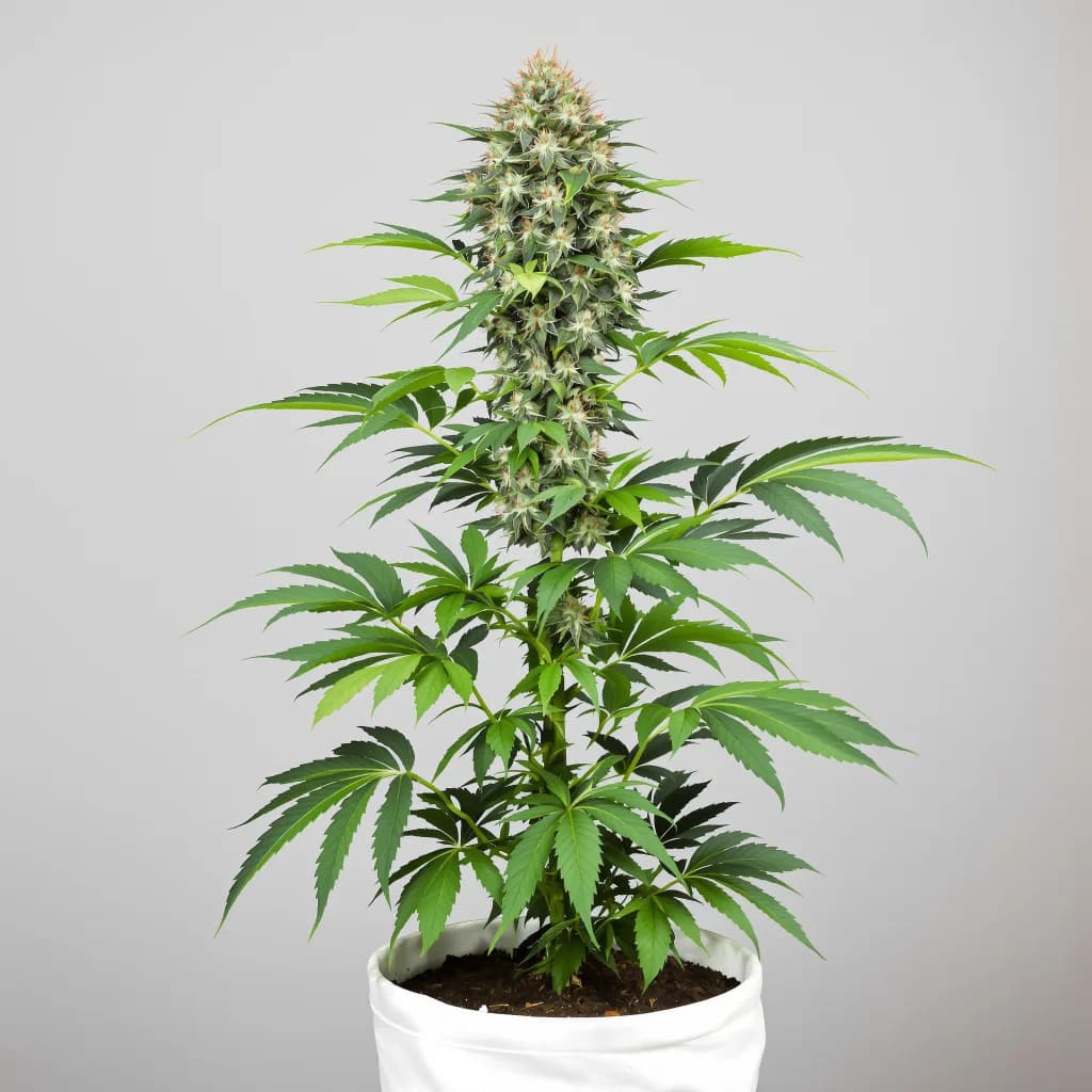 Cataract Kush cannabis seeds packaging โ Royal King Seeds Ireland