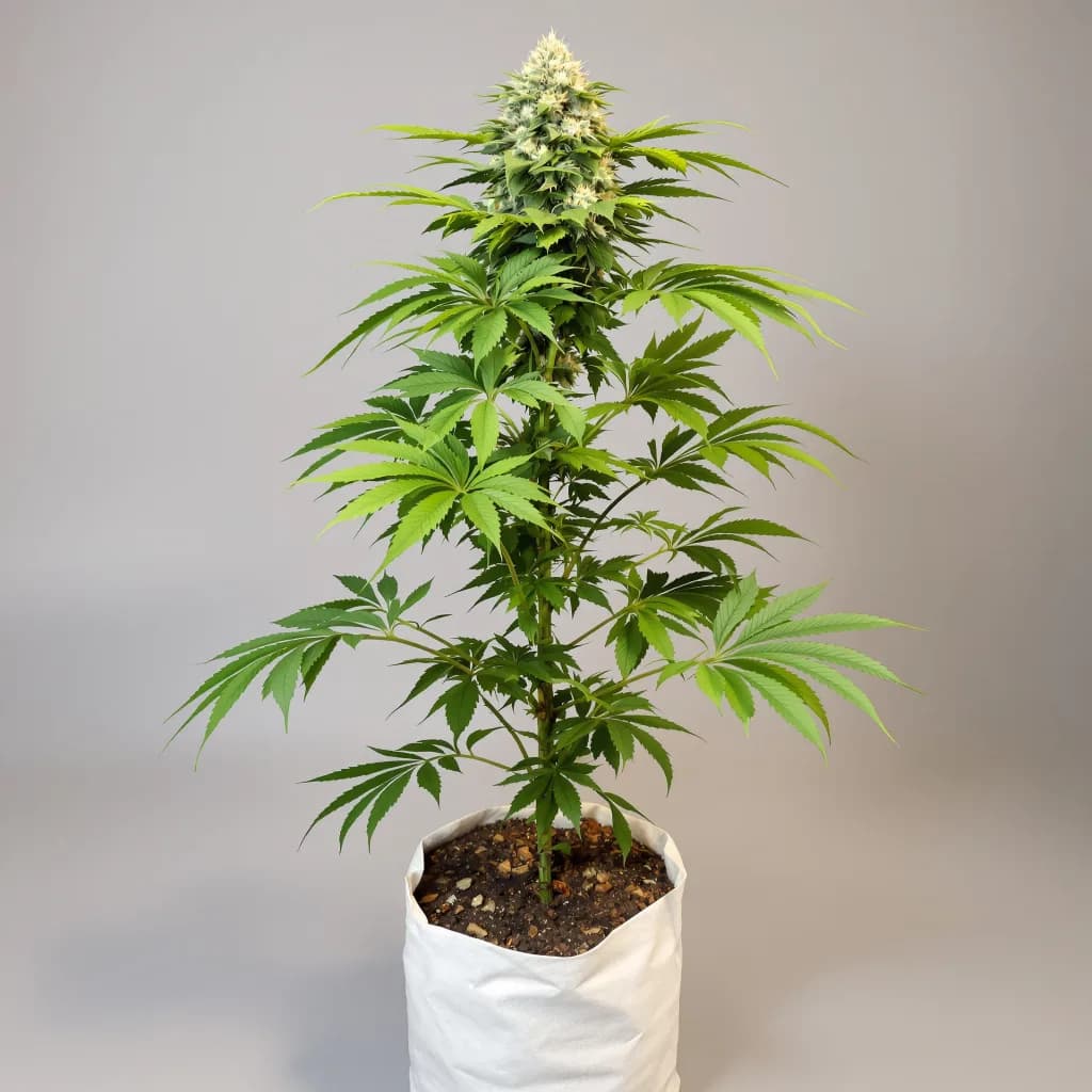 CBD Blue Shark cannabis seeds packaging โ Royal King Seeds Ireland