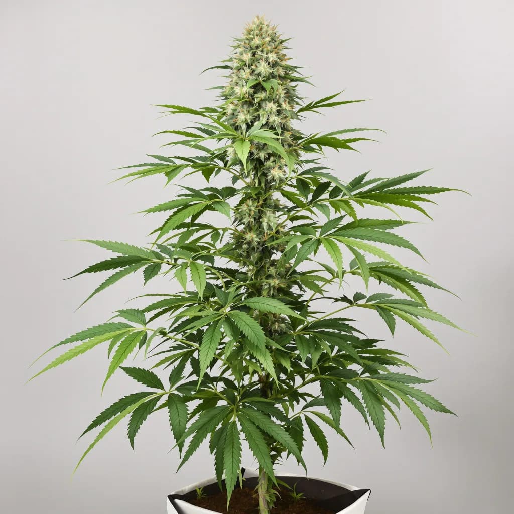CBD Lemon Potion cannabis seeds packaging โ Royal King Seeds Ireland