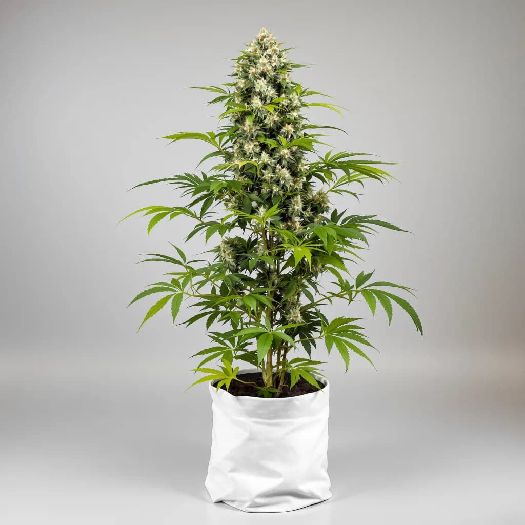 CBD Solomatic cannabis seeds packaging — Royal King Seeds Ireland