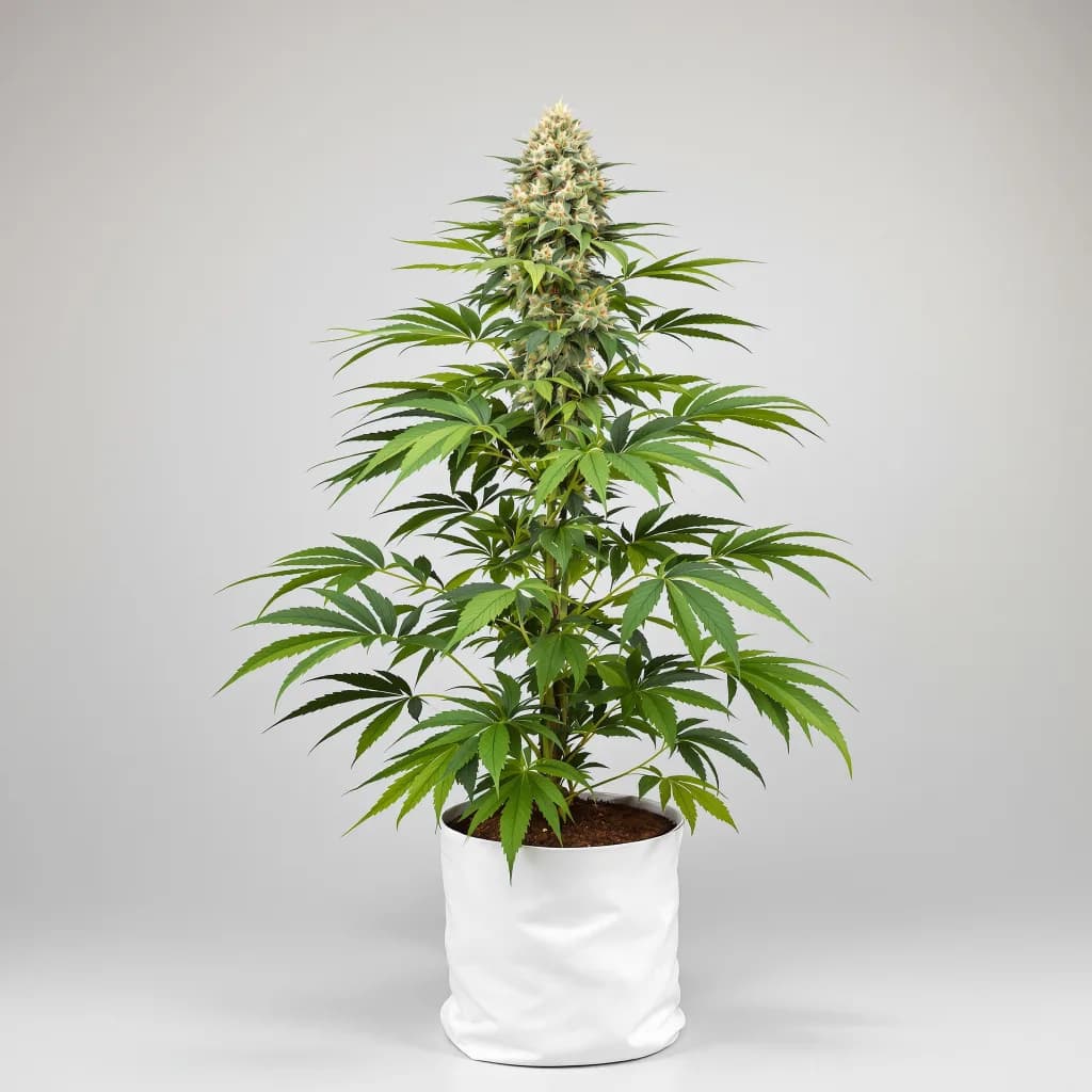 CBD Yummy cannabis seeds packaging โ Royal King Seeds Ireland