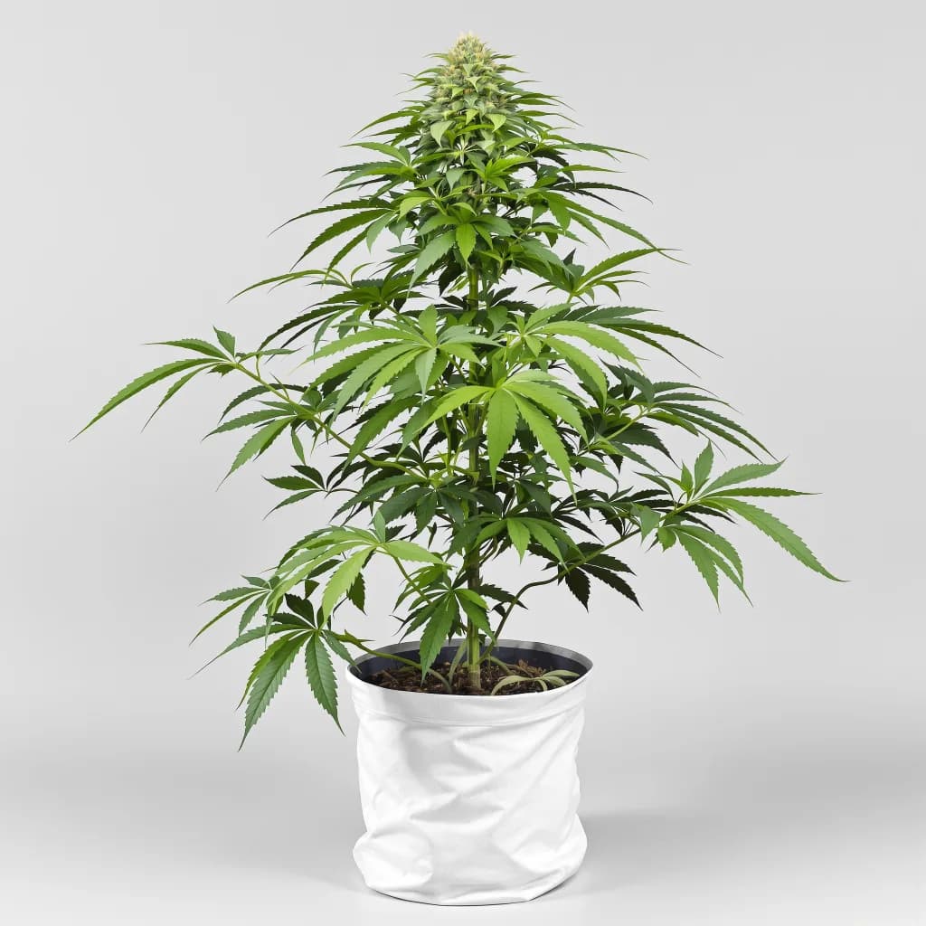 Chocolate Chunk cannabis seeds packaging — Royal King Seeds Ireland
