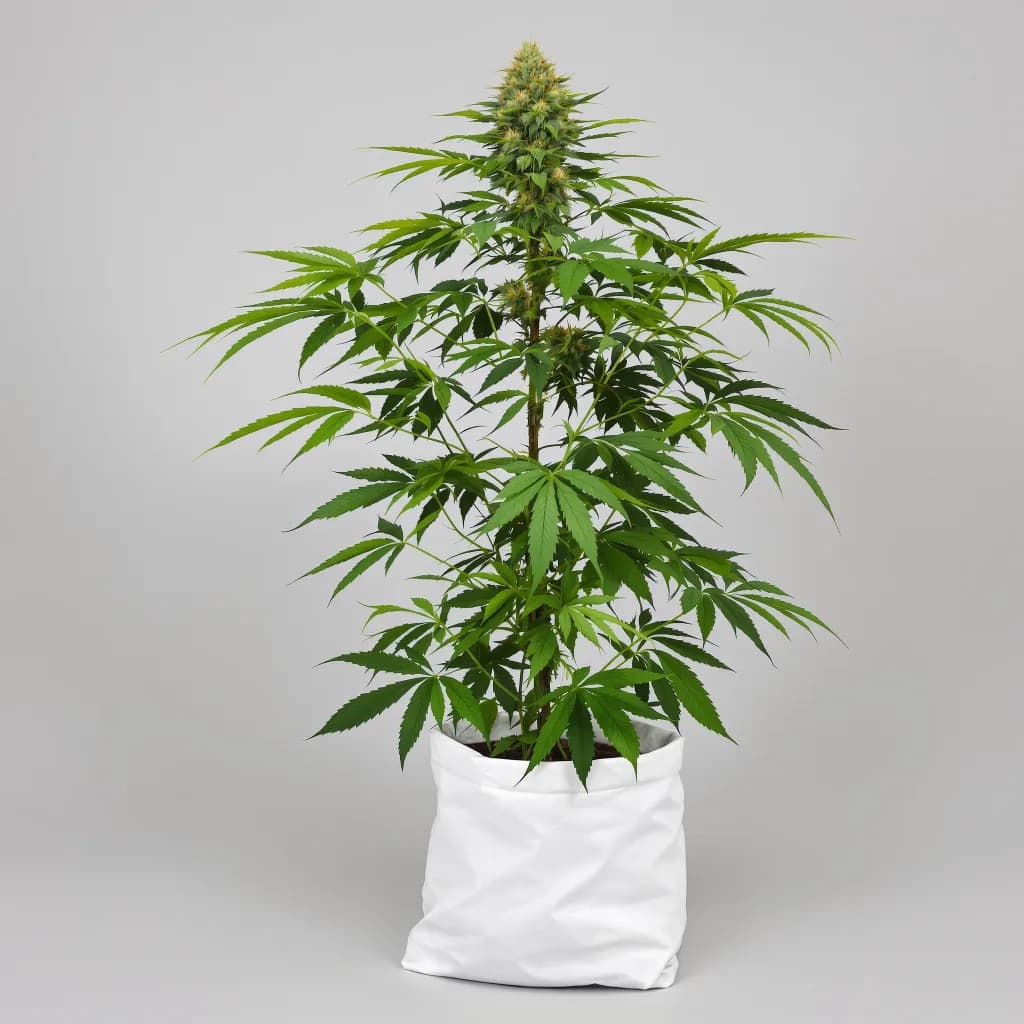 Colombian Gold cannabis seeds packaging — Royal King Seeds Ireland