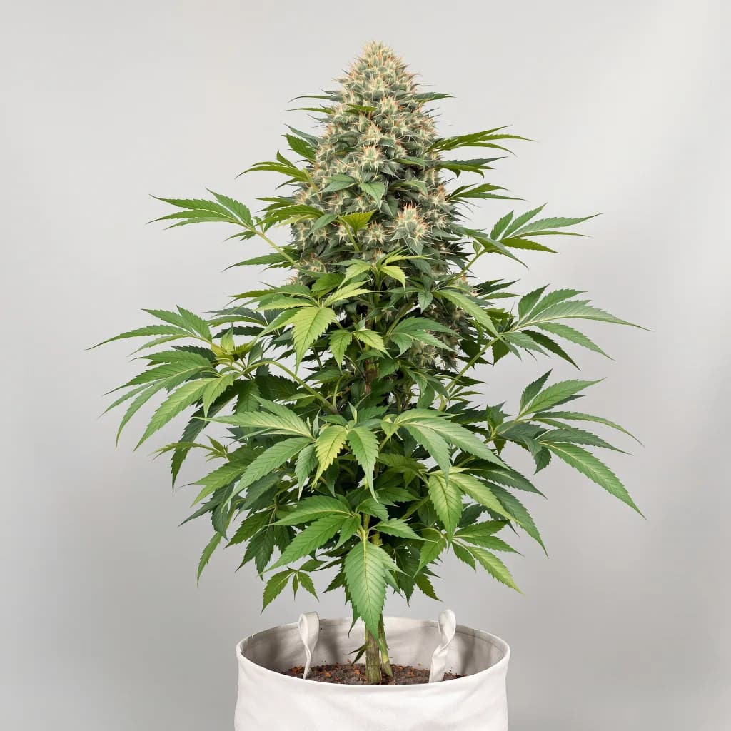 Confidential Wreck cannabis seeds packaging โ Royal King Seeds Ireland