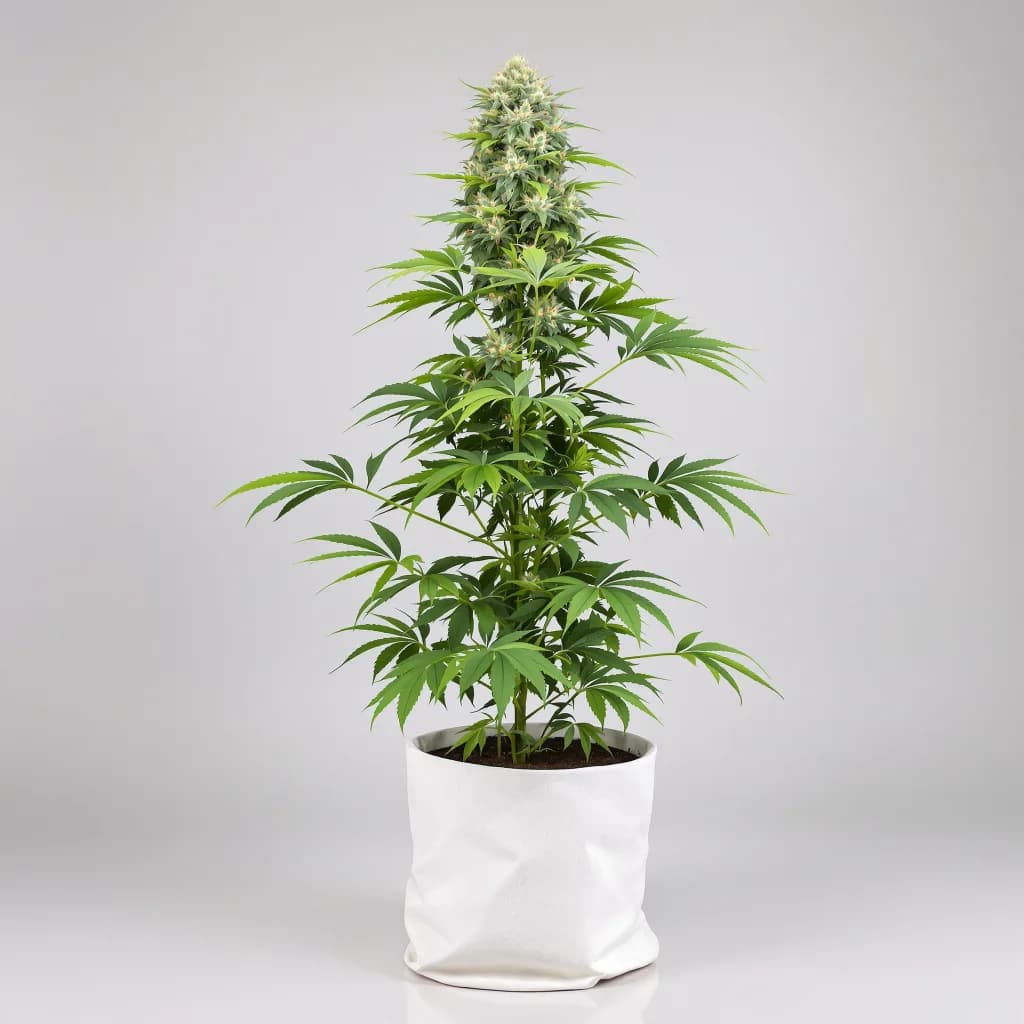 Cookies Kush cannabis seeds packaging โ Royal King Seeds Ireland