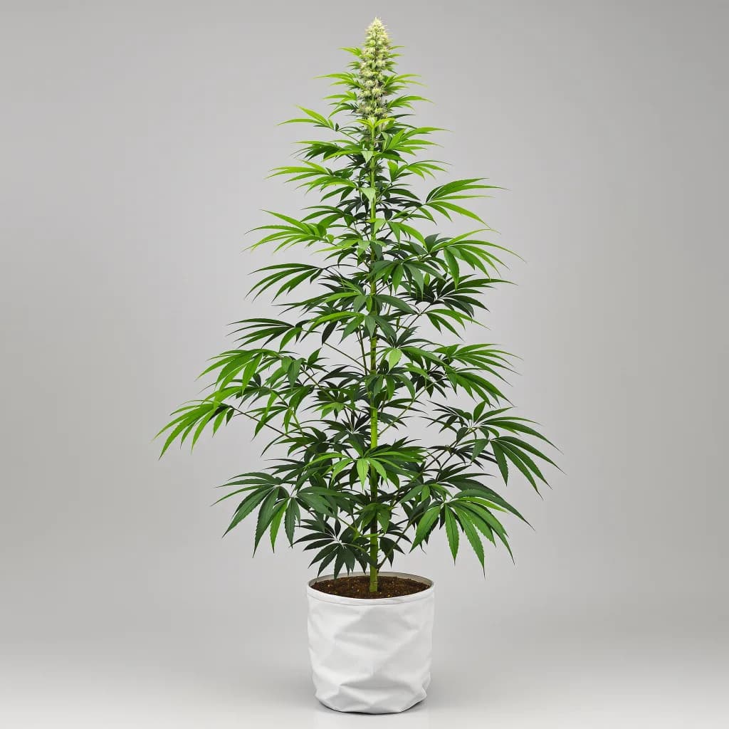 Critical Crack cannabis seeds packaging — Royal King Seeds Ireland