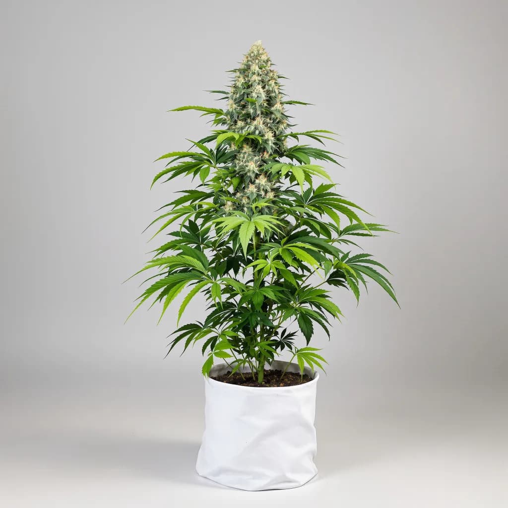 Critical Kush cannabis seeds packaging โ Royal King Seeds Ireland