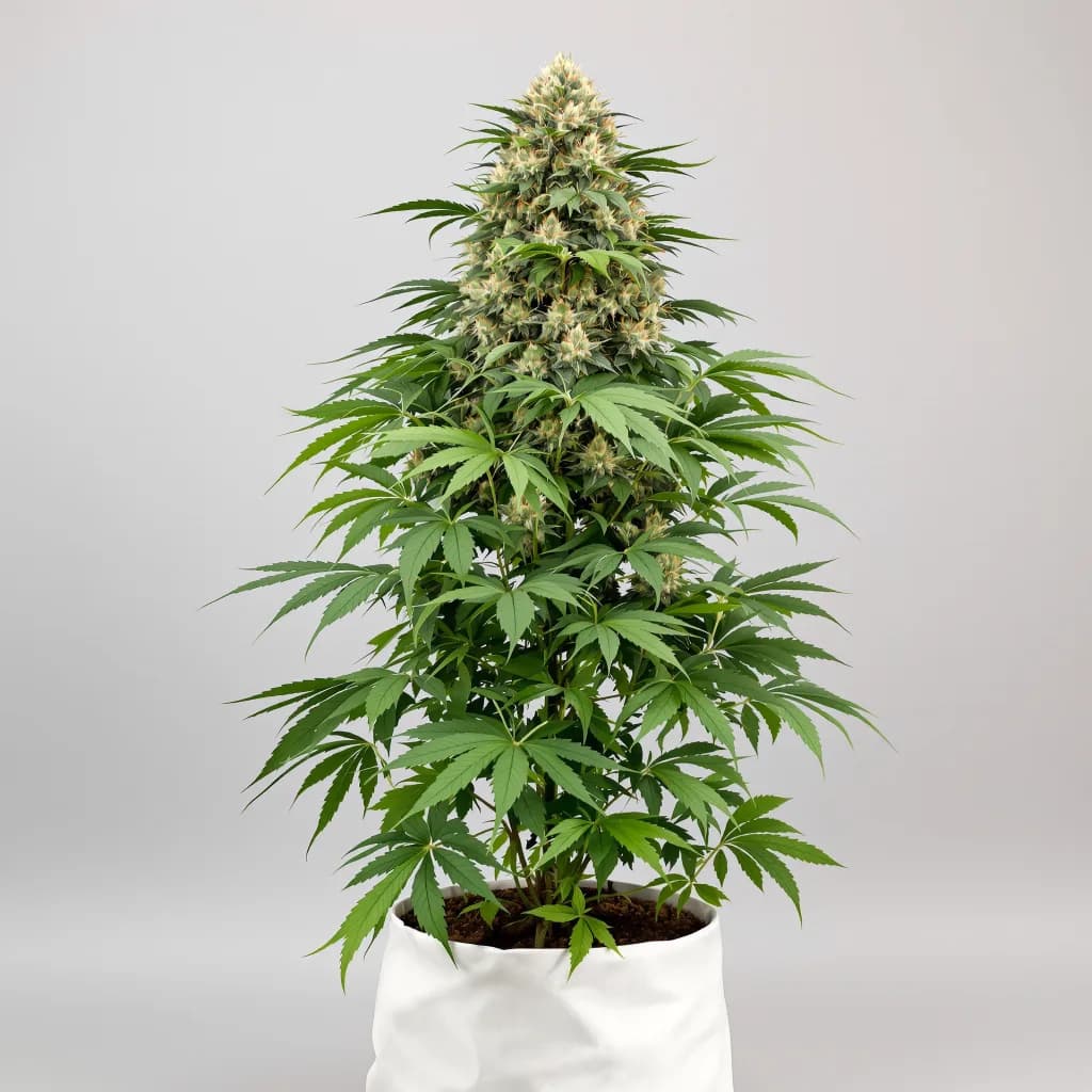 Danky Doodle cannabis seeds packaging — Royal King Seeds Ireland