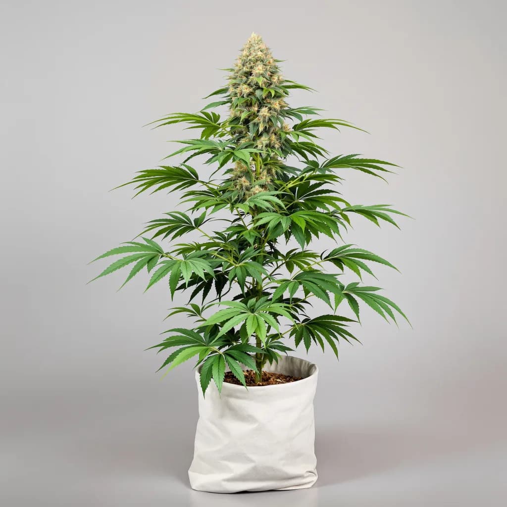Dawgfather OG cannabis seeds packaging — Royal King Seeds Ireland