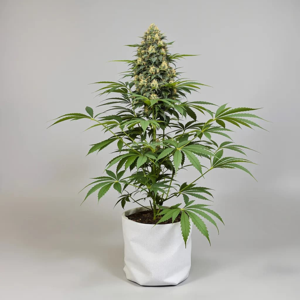 Dorit cannabis seeds packaging — Royal King Seeds Ireland