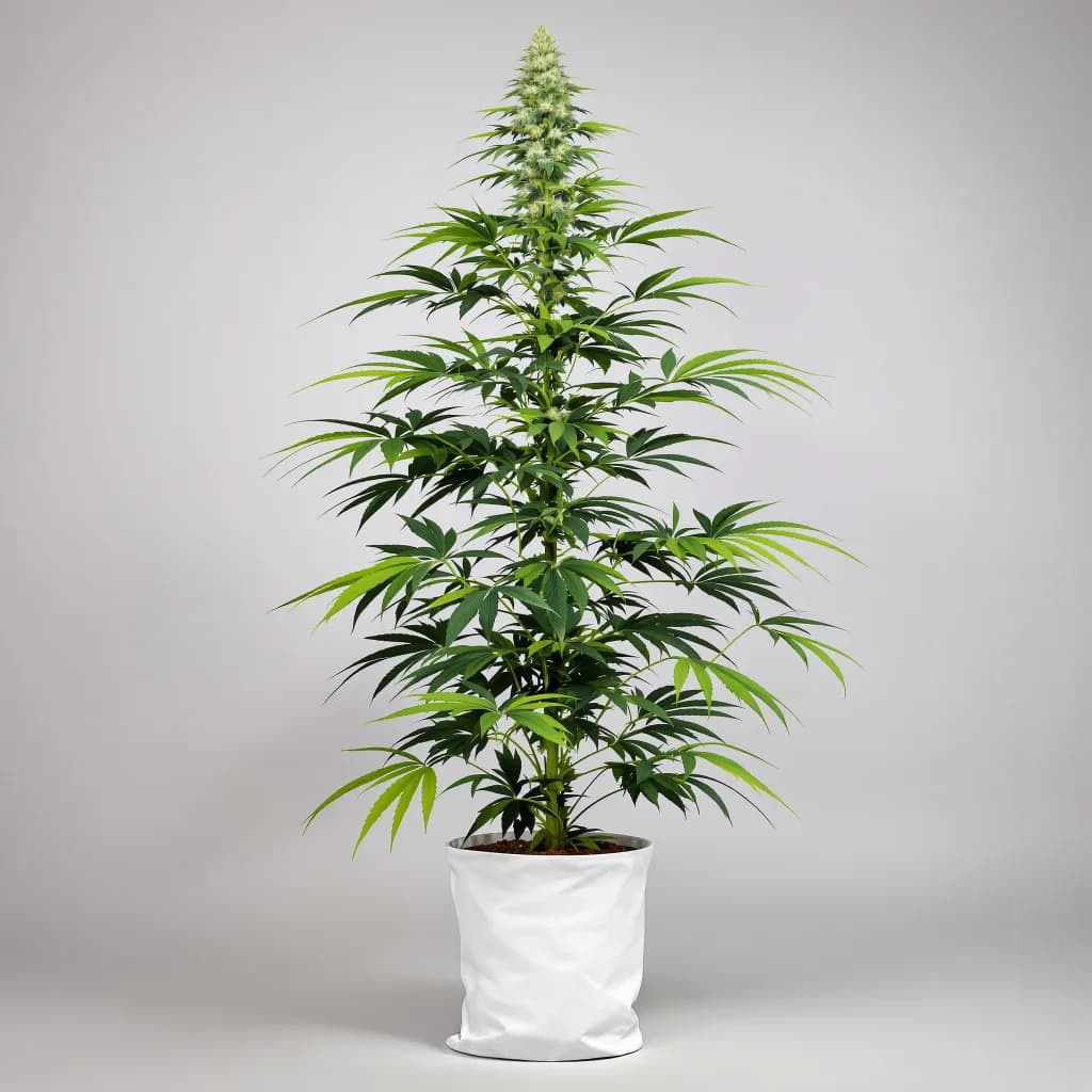 Durban Poison cannabis seeds packaging โ Royal King Seeds Ireland