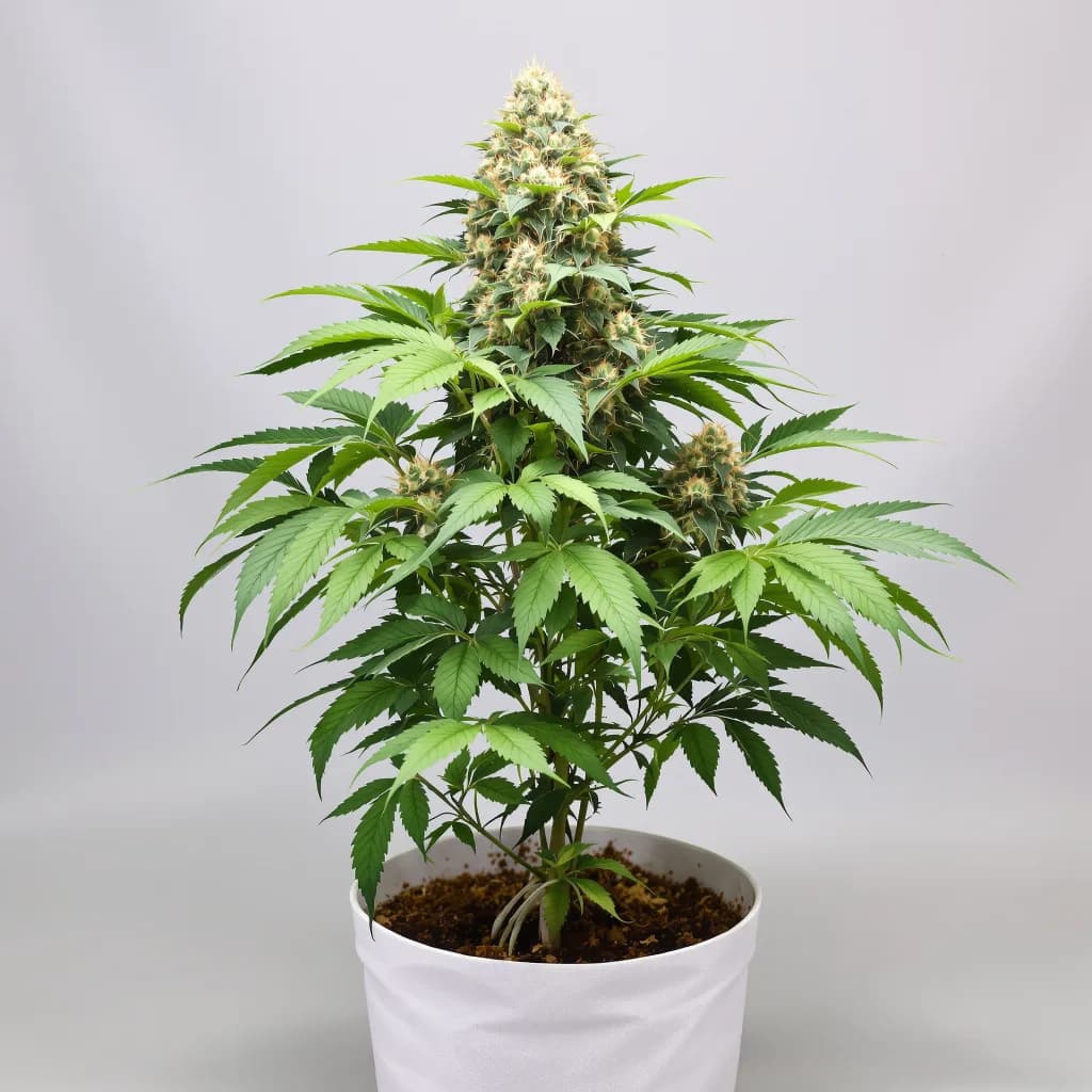 Dutch Kush cannabis seeds packaging — Royal King Seeds Ireland