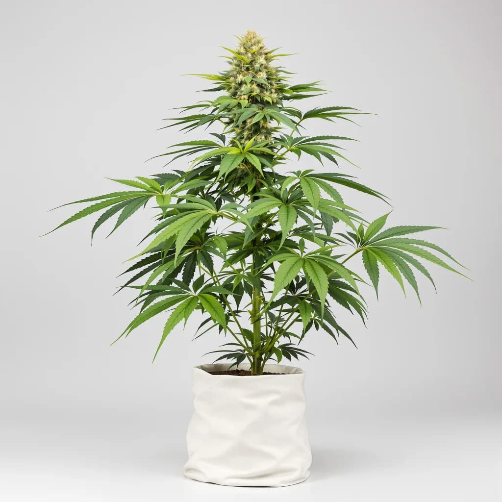 Fat Purple cannabis seeds packaging — Royal King Seeds Ireland