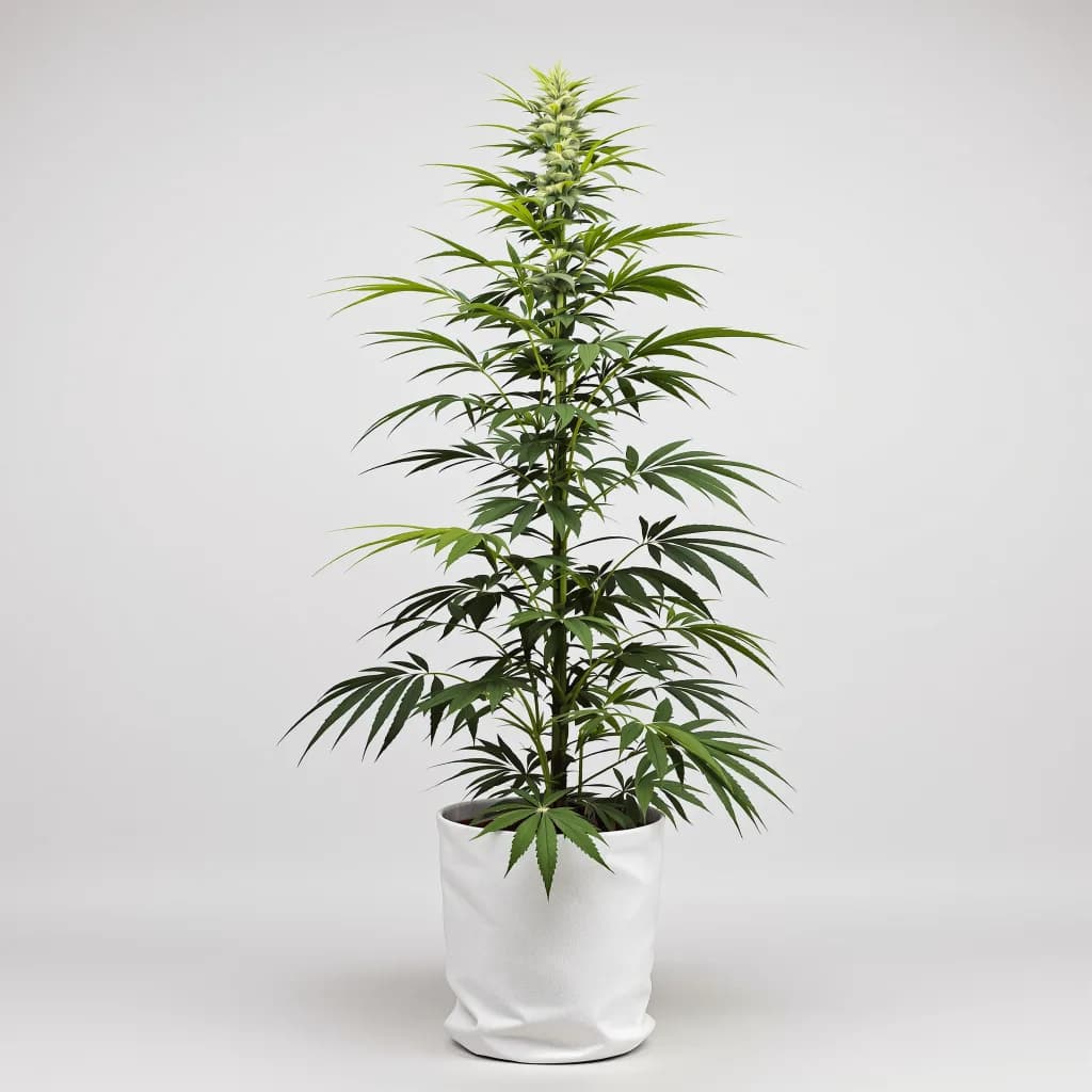 Flying Princess cannabis seeds packaging — Royal King Seeds Ireland