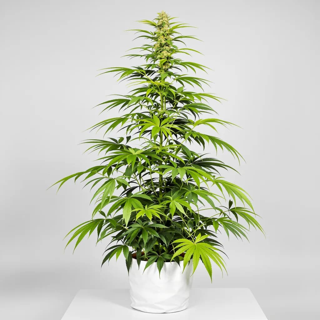 Gelato Cake cannabis seeds packaging — Royal King Seeds Ireland