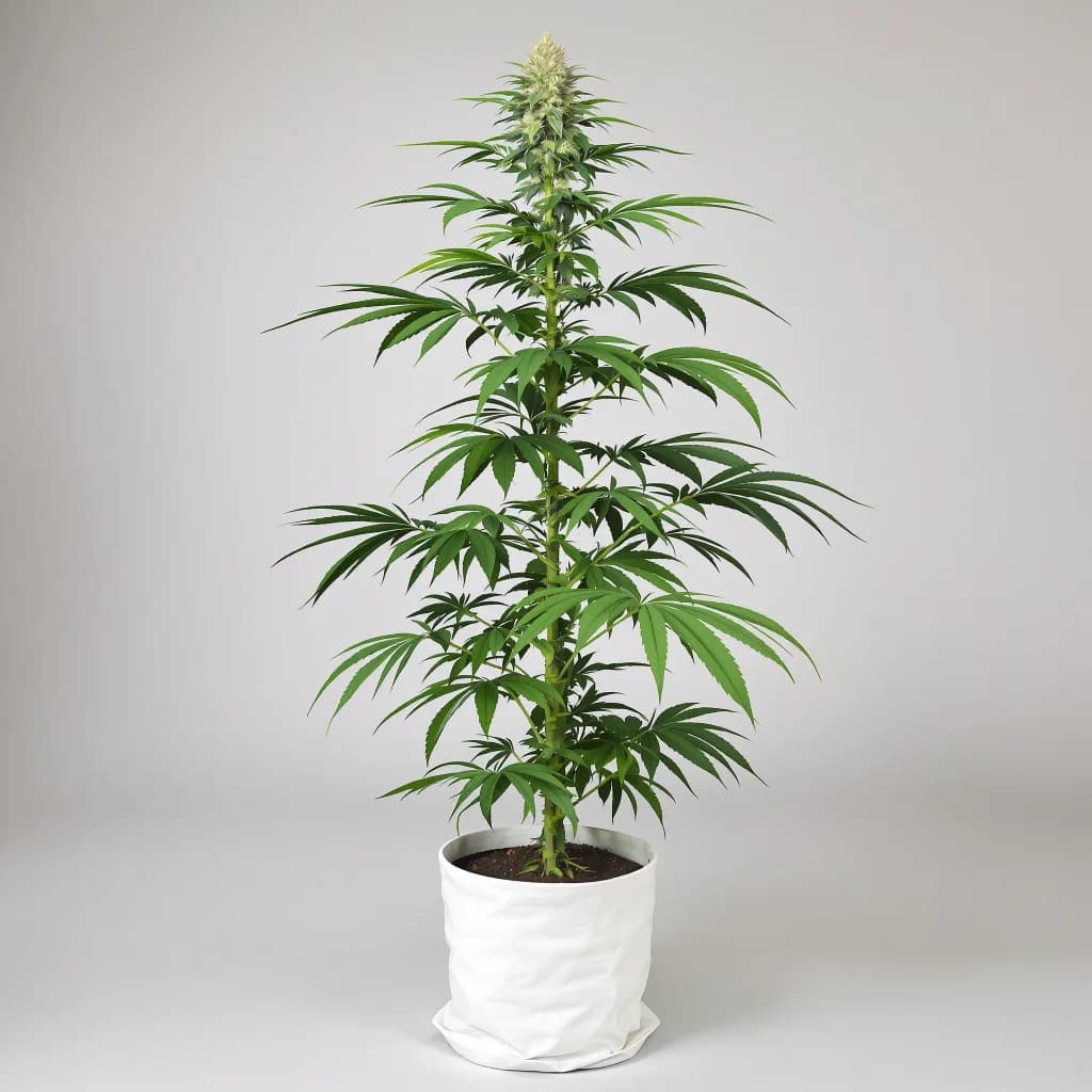 Ghost Train Haze cannabis seeds packaging — Royal King Seeds Ireland