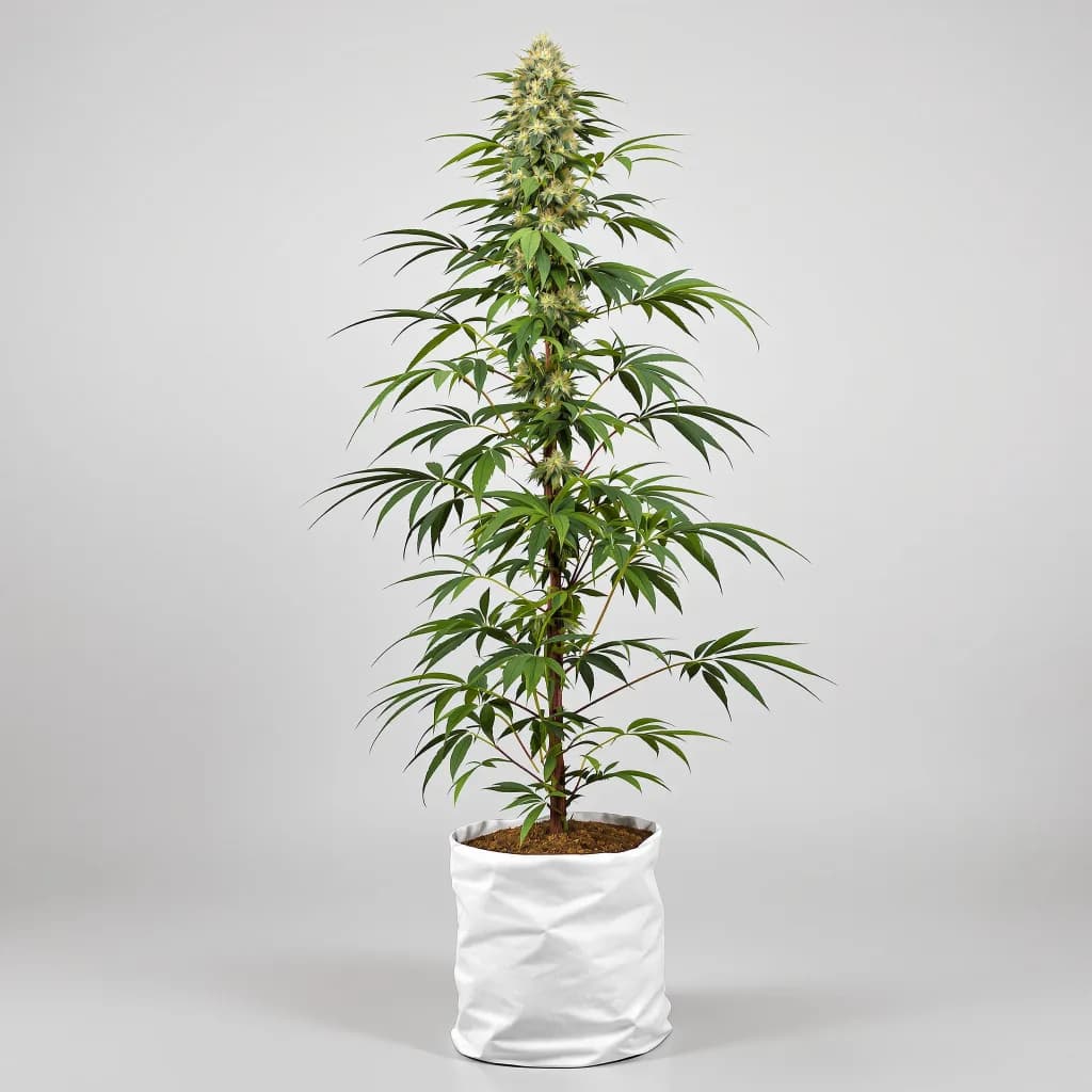 Ghost Train Haze cannabis seeds packaging — Royal King Seeds Ireland