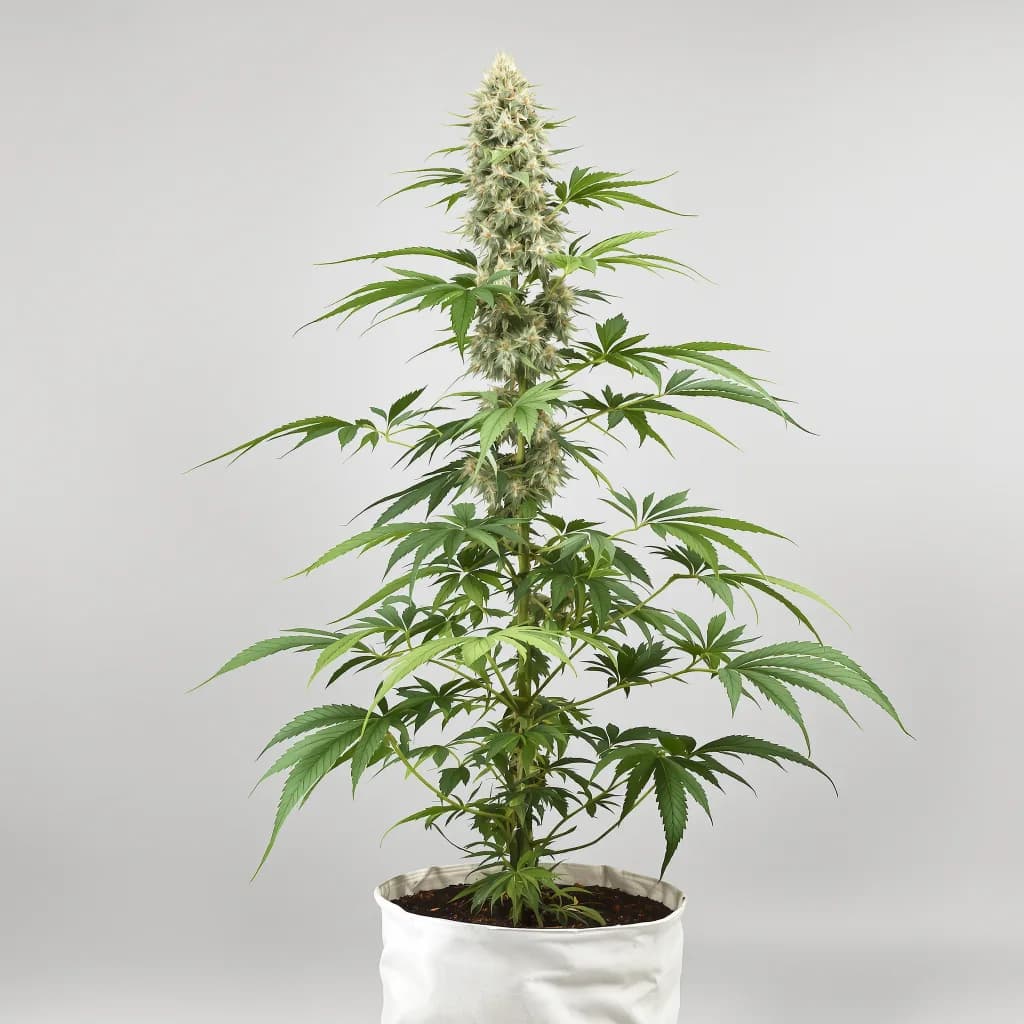 Gobbstopper cannabis seeds packaging — Royal King Seeds Ireland