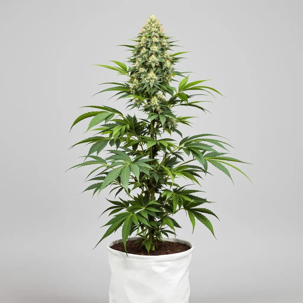 Grape Inferno cannabis seeds packaging — Royal King Seeds Ireland
