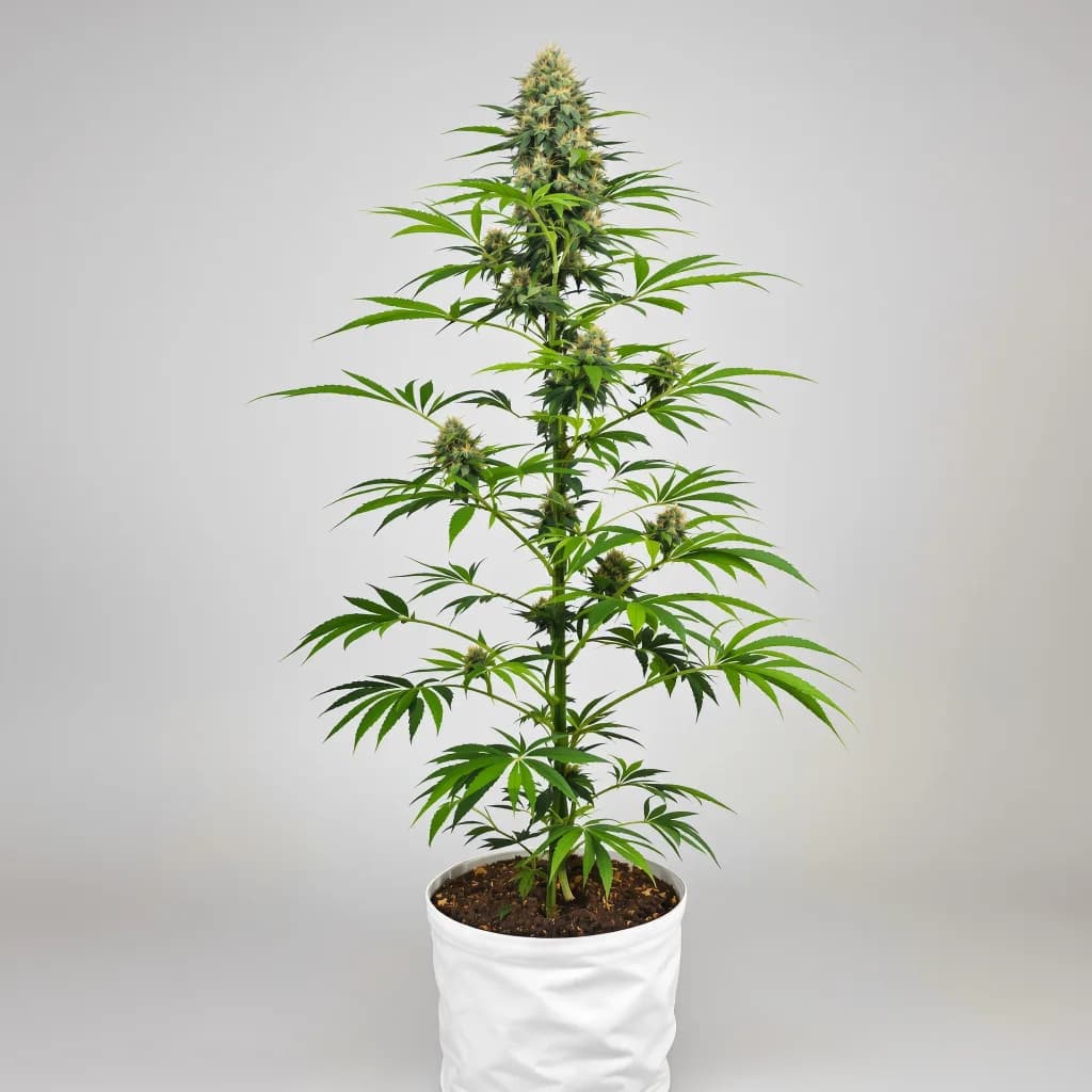 Grape Kush cannabis seeds packaging — Royal King Seeds Ireland