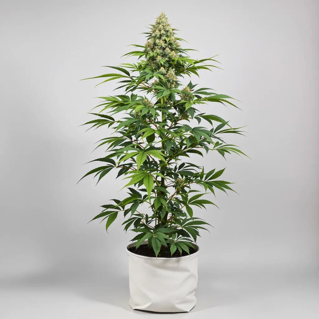 Green Door Kush cannabis seeds packaging — Royal King Seeds Ireland