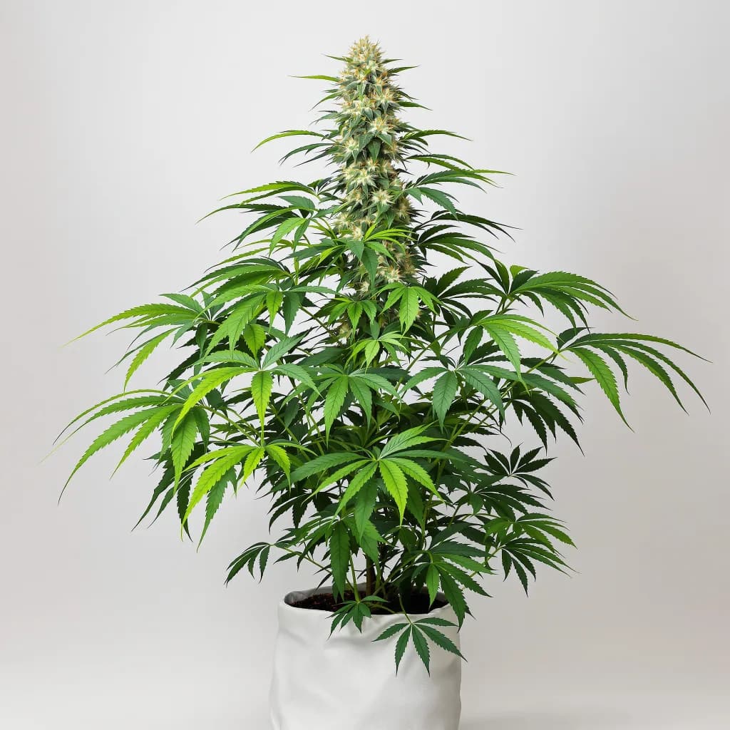 Green Ribbon cannabis seeds packaging — Royal King Seeds Ireland