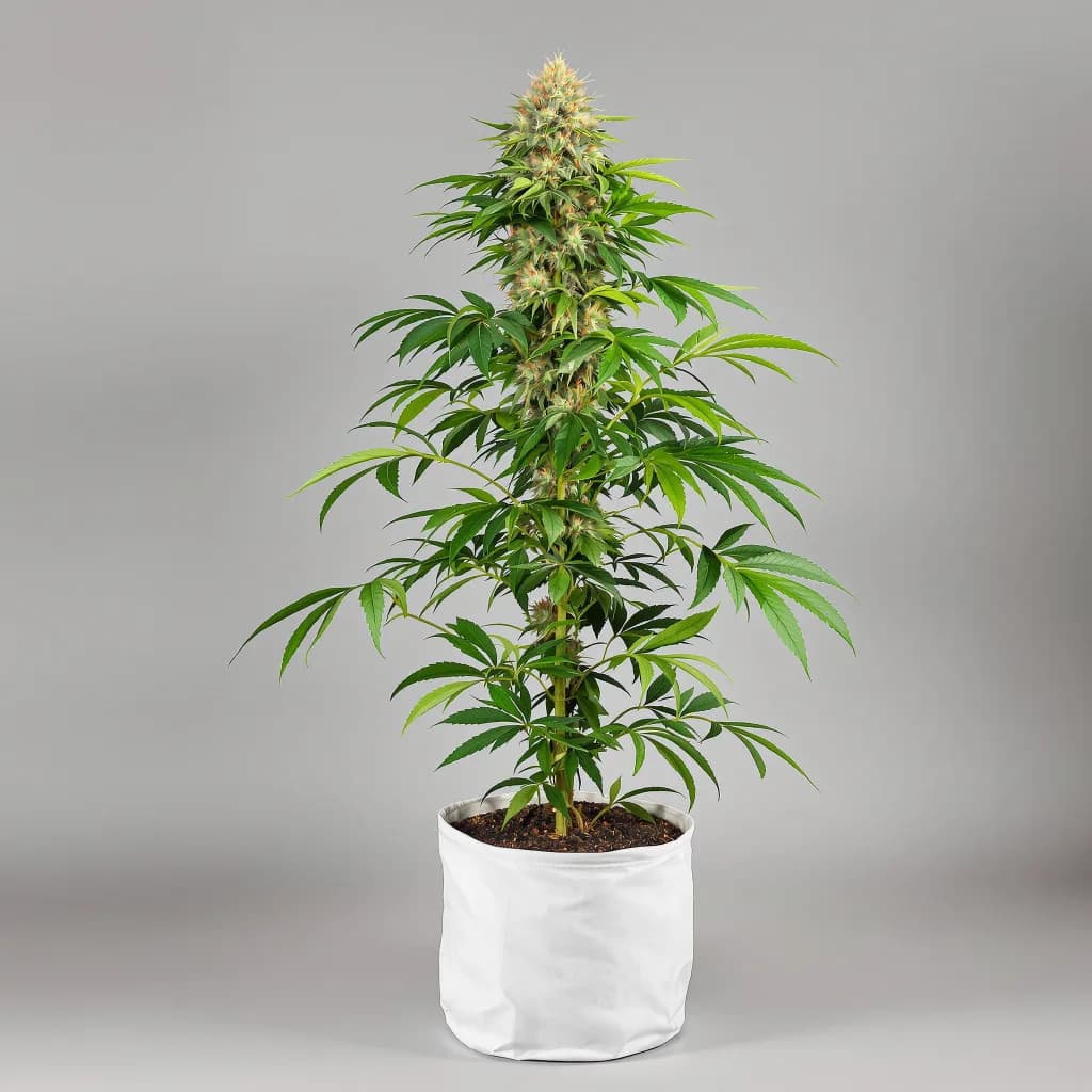 Hawaiian Dream CBD cannabis seeds packaging โ Royal King Seeds Ireland