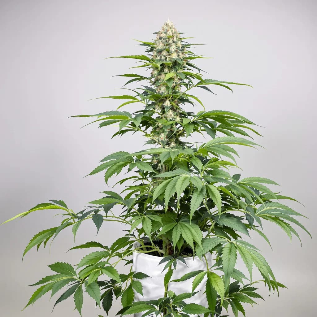 Hawaiian cannabis seeds packaging — Royal King Seeds Ireland