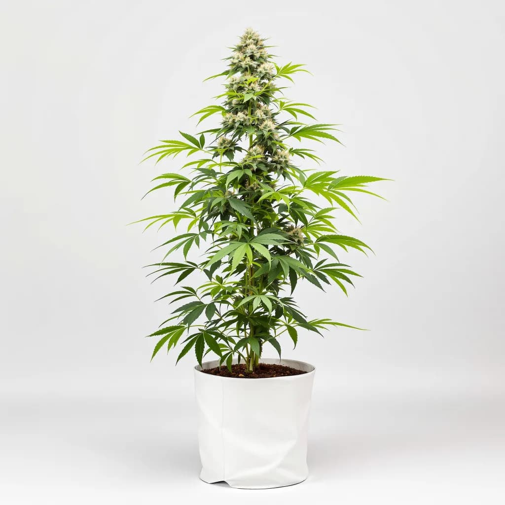 High Resin Pack cannabis seeds packaging — Royal King Seeds Ireland