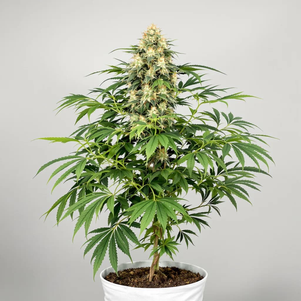 Honey Banana cannabis seeds packaging — Royal King Seeds Ireland